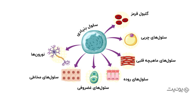 نقش سلول های بنیادی در دندانپزشکی