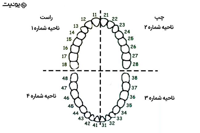 سیستم های شماره گذاری دندان ها