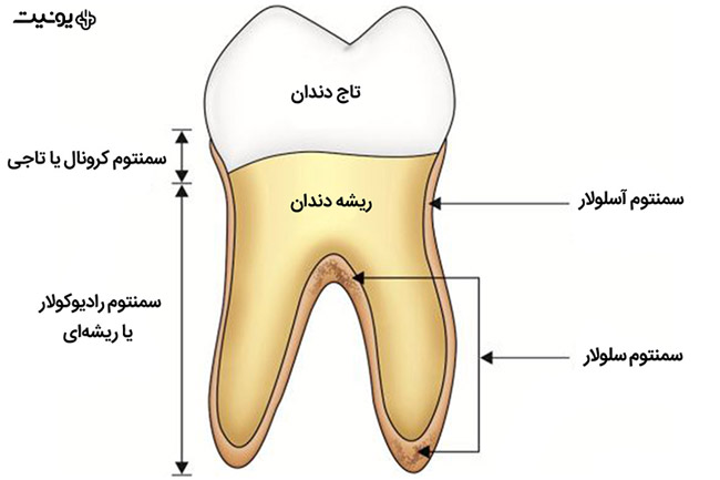 بخش های مختلف دندان