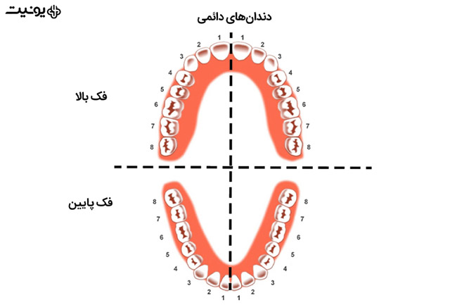 شماره گذاری دندان ها