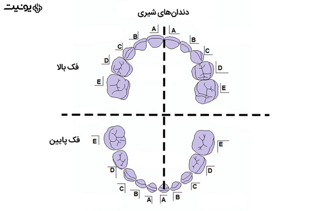 روش های شماره گذاری دندان ها
