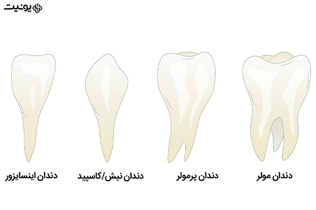 انواع دندان