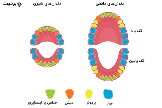 تقسیم بندی دندان 