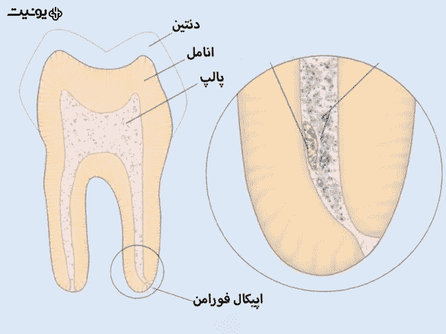 نحوه کار اپکس فایندر 