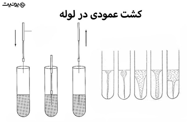 کشت عمودی در لوله