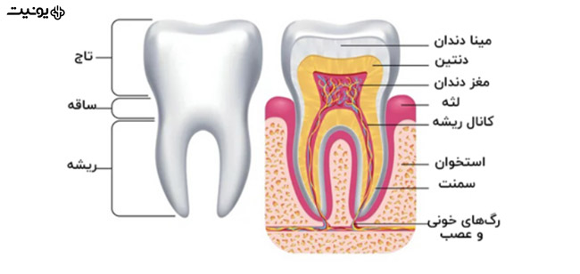 اجزای مختلف دندان