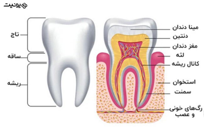 آشنایی با آناتومی دندان