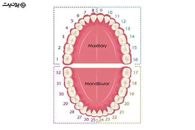 روش های مختلف شماره گذاری دندان