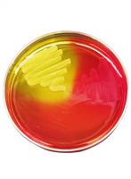 محیط کشت مانیتول سالت آگار برند مرک بسته 500 گرمی