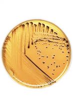 محیط کشت سالمونلا شیگلا آگار برند مرک بسته 500 گرمی