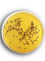 محیط کشت برد پارکر آگار برند مرک بسته 500 گرمی