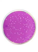 محیط کشت رز بنگال آگار مرک بسته 500 گرمی