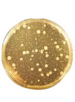 محیط کشت پلیت کانت آگار برند مرک بسته 500 گرمی