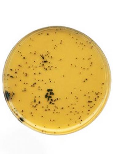 |محیط کشت تریپتوز سولفید سیکلوسرین برند مرک بسته 500 گرمی