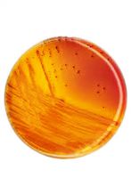 محیط کشت KF Agar برند مرک بسته 500 گرمی