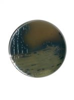 محیط کشت بیسموت سولفیت آگار (BSA) برند مرک بسته 500 گرمی