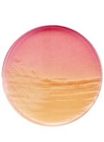 محیط کشت اندو آگار بیس برند مرک بسته 500 گرمی